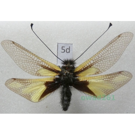 Libelloides coccajus (Denis & Schiffermüller, 1775) France5d